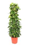 Epipremnum pinnatum (Scindapsus) 'Aureum' in 24cm Pot, Height 120cm (No Moss Pole) image