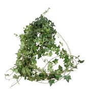 Hedera helix Ivy Green 13cm Pot, 100cm Trails image