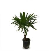 Trachycarpus fortunei (Windmill Palm) 21cm Pot, Height 70-80cm