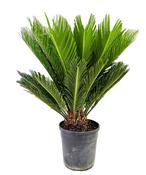 Cycas revoluta (Sago Palm) in 24cm Pot, Height 80-85cm image