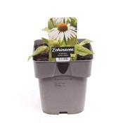 Echinacea purpurea 'White Swan' (Coneflower) 2 Litre Pot image
