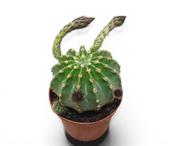 Echinopsis eyriesii 8.5cm Pot image