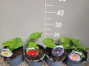 Alcea (Hollyhock) Mix 2 Litre Pot image