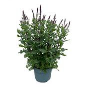 Salvia nemorosa 'Caradonna' 19cm Pot image