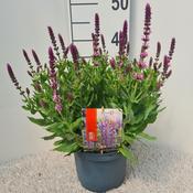Salvia nemorosa 'Sensation Pink' 19cm Pot image