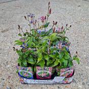 Tricyrtis formosana (Toad Lily) Mix 9cm Pot image
