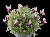 Lavandula stoechas 'Early Pink' (French Lavender) 23cm Pot image