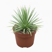 Agave stricta 'Nana' 10.5cm Pot image