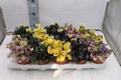 Ajuga reptans (Bugle) Mix 10.5cm Pot image