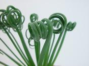 Albuca spiralis 'Frizzle Sizzle' 9cm Pot image