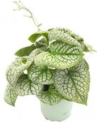 Brunnera macrophylla 'Jack of Diamonds' (Siberian Bugloss) 19cm Pot image