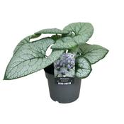 Brunnera 'Silver Heart' (Siberian Bugloss) 17cm Pot