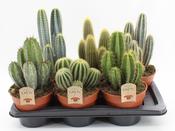 Cactus Mix in 17cm Pot