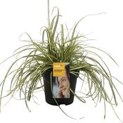 Carex oshimensis 'Evergold' (Japanese Sedge) 17cm Pot image