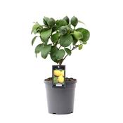 Citrus Lemon Tree 15cm Pot, Height 37cm, Standard image