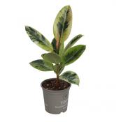 Ficus elastica 'Shivereana' (Rubber Plant) 14cm Pot, Height 30cm image