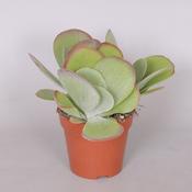 Kalanchoe thyrsiflora (Paddle Plant) in 12cm Pot image