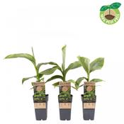 Musa basjoo (Japanese / Hardy Banana Plant) in 15cm Pot, Height 50cm image