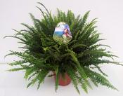 Nephrolepis exaltata 'Green Lady' (Boston Fern) in 17cm Pot, Height 50cm image