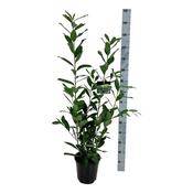 Prunus laurocerasus 'Caucasica' (Cherry Laurel) 24cm Pot image
