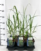 Miscanthus x giganteus 2 Litre Pot image