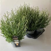 Gypsophila 'Summer Sparkles' 17cm Pot image