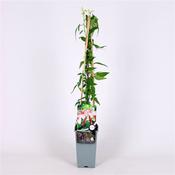 Jasminum x stephanense (Stephan Jasmine) 2 Litre Pot, 3 Canes