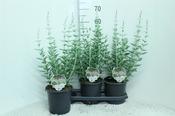 Perovskia atriplicifolia 'Blue Spire' (Russian Sage) 3 Litre Pot image