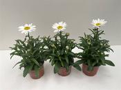 Leucanthemum 'Snow Lady' (Shasta Daisy) 12cm Pot image