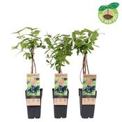 Lonicera kamtschatica (Honeyberry) 2L Pot image