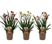 Anigozanthos (Kangaroo Paw) Mix 12cm Pot image