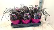 Ophiopogon planiscapus 'Niger' (Black Mondo Grass) 1.5 Litre Pot image