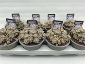 Orostachys 'Chinese Hat' 14cm Pot image