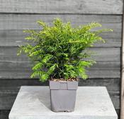Taxus baccata (Yew) in 13cm Pot image