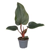Philodendron serpens 6cm Pot