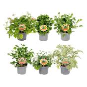 Pelargonium 'Aroma Patio' (Scented Geranium) Mix 13cm Pot image