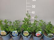 Salvia greggii (Autumn Sage) Mix in 2 Litre Pot