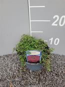 Thymus praecox 'Coccineus' (Creeping Thyme) 13cm Pot