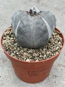 Astrophytum myriostigma 12cm Pot image
