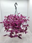 Tradescantia 'Pink Paradise' 19cm Hanging Pot image