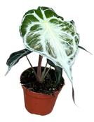 Alocasia 'Venom' in 8cm Pot image