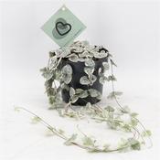Ceropegia woodii 'Variegata' (Variegated String of Hearts) in 12cm Growers Pot image