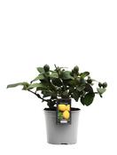 Citrus Lemon Tree 15cm Pot, Height 35cm image