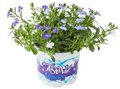 'Festival Colours' Lobelia 12cm Pot image