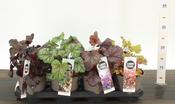Heuchera Mix 12cm/14cm Pot image
