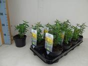 Agastache mexicana (Mexican Giant Hyssop) 13cm Pot image