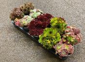 Sempervivum (Houseleek) Mix 12cm Pot image