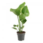 Strelitzia nicolai (Giant Bird of Paradise) in 17cm Pot, Height 70cm image