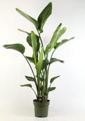 Strelitzia nicolai (Giant Bird of Paradise) in 24cm Pot, Height 175cm image