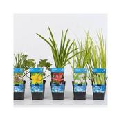 Oxygenating Aquatic Plant Mix 9cm Pot image